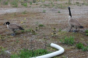 Canadian Geese