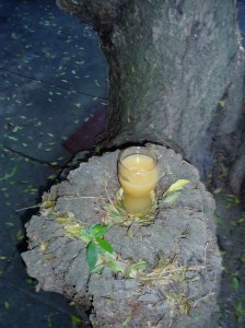 Mammooth's wheat beer.